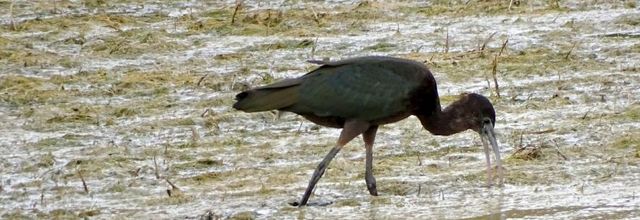 Ibis falcinelle dans le marais breton - juillet 2022