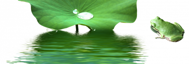 ѼVegetation