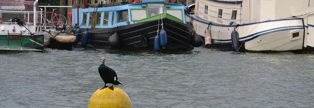 Bassin de la Villette : les Grands Cormorans sont de retour !