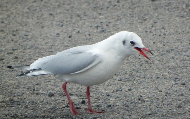Goélants ou mouettes 