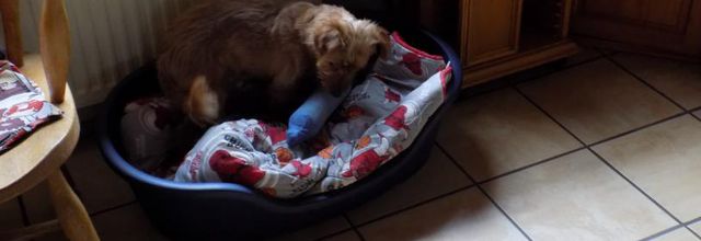 Jouet pour Woopy 