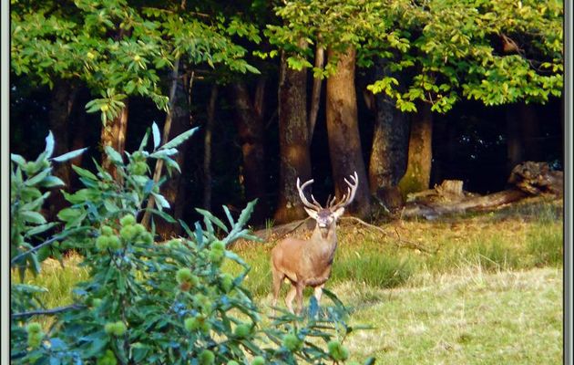 Faune des Pyrénées (Images de mon ancien blog, année 2010)