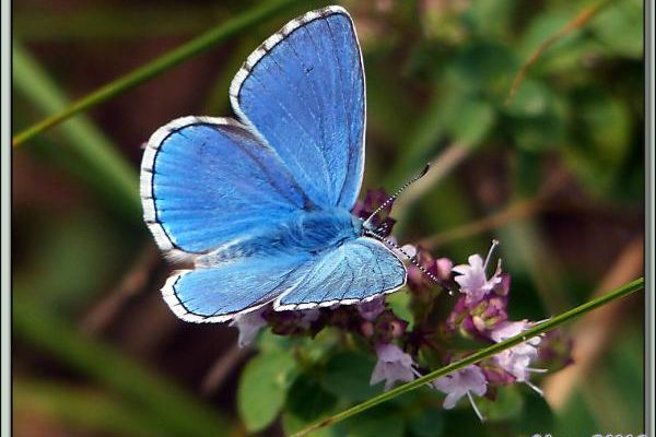 Papillon Azuré de la Bugrane ou Azuré commun (Polyommatus icarus) recto et verso - Verdun-sur-Ariège - 09
