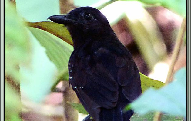 Images du Costa Rica transférées depuis mon ancien blog