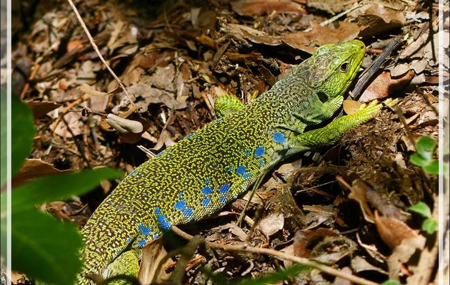 Lézard ocellé (Timon lepidus ou parfois Lacerta lepida) - Congost de Mont-Rebei - Aragon/Catalogne - Espagne
