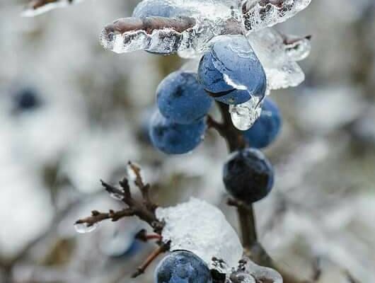 Cela fait un bien fou .... petit tour au jardin 