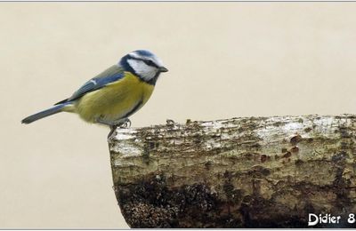Mésange Bleue (4) - Cyanistes caeruleus