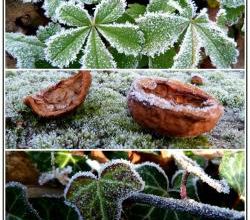 Premières gelées d'automne.