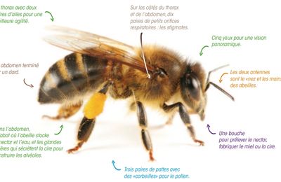 Fénelon - L'Abeille et la Mouche
