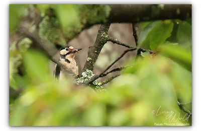 Quelques oiseaux du jardin au printemps