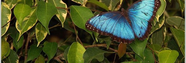 Morpho Bleu (3) - Morpho peleides