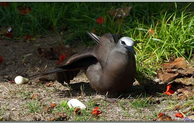 Bain de soleil pour le Noddi brun "makwa" (Anous stolidus) - Bird Island - Seychelles