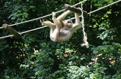 LA VALLÉE DES SINGES (3/3)