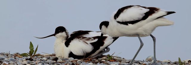 Avocettes à Texel