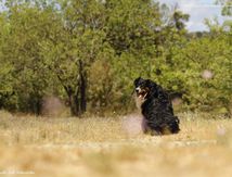 Une vie de Chien !