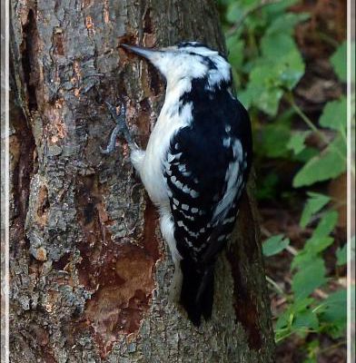 Animation gif : Pic mineur, Downy Woodpecker (Picoides pubescens) - Rawdon - Lanaudière - Québec - Canada