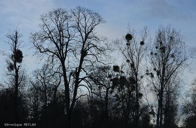 Le gui : Une nuisance pour les arbres 