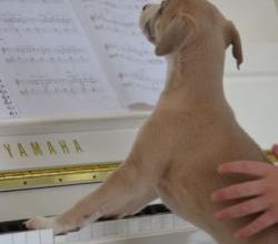 J'aurais pu l'appeler Mozart...