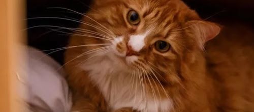 Pourquoi mon chat se faufile dans l'armoire ?