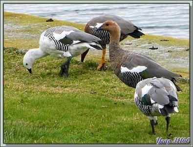 Ouette de Magellan (Chloephaga picta) - Port Stanley - Falkland Islands, Iles Malouines, Islas Malvinas