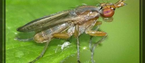 Limnia unguicornis/palludicola