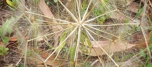 Tragopogon