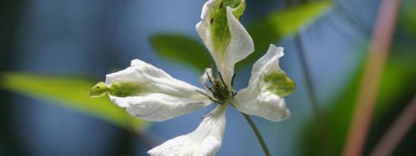 Clematis viticella  'Alba Luxurians' 