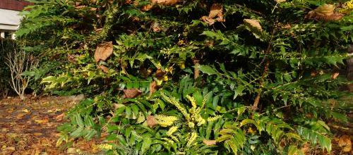 Les perles jaunes du Mahonia