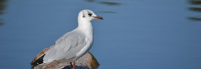 Parc Floral de Paris : Une mouette et ses reflets