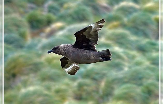 Des Labbes antarctiques, Brown Skua (Stercorarius antarcticus) survolent les nids en espérant faire un "sale coup" - Coffin's Harbour - New Island - Falkland - Grande-Bretagne