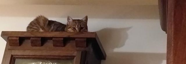 Dimanche c'est chat