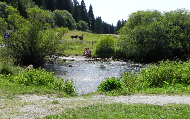 Des chevaux ...