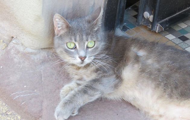 un minou à Saverne