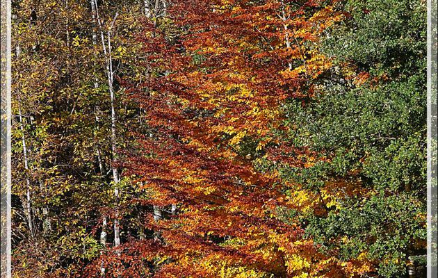 Couleurs d'automne : Hêtre - Lartigau - Milhas - 31