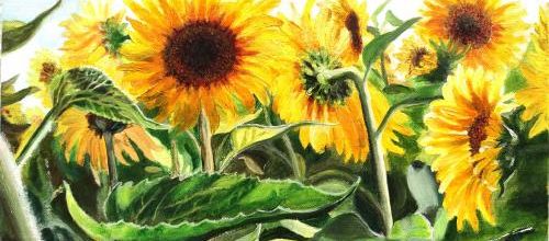 Tournesols