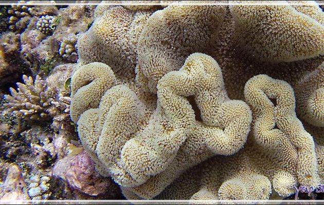 Sinulaire ou Alcyonaire digité, Finger-alcyonarian (Sinularia spp.) - Snorkeling à Athuruga - Atoll d'Ari - Maldives