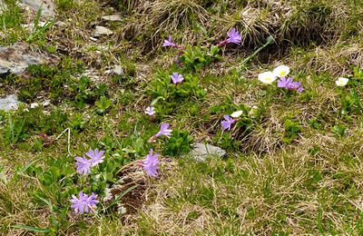 Primula integrifolia  -  primevère à feuilles entières