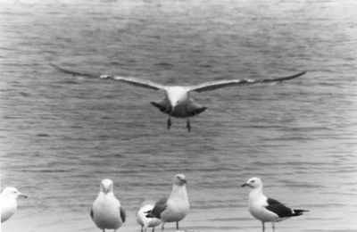 Voyage aux Pays de Werner...  Pour parler aux mouettes