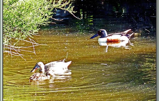 Canard souchet (Anas clypeata) - La Couarde-sur-Mer - Ile de Re - 17