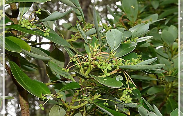 Poivrier de Chiloe, Arbre à écorce de Winter, Cannelle de Magellan, Foye, Canelo (Drimys winteri)  - Bahia Lapataia - Terre de Feu - Argentine