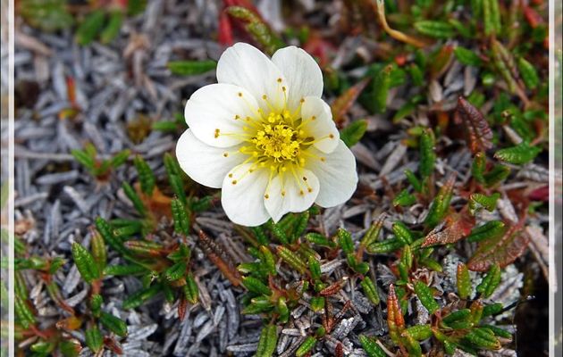 Dryade à feuilles entières en fleur et en graines, Mountain avens, Malikkaat (Dryas integrifolia) - Fjord Bowdoin - Région de Qaanaaq - Groenland