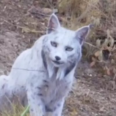 Rubrique    animalière