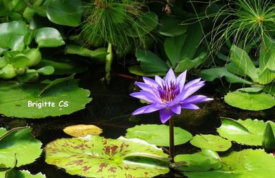 Les jardins d'eau de Carsac-Aillac : lotus et nymphéas...
