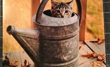 Cache-cache