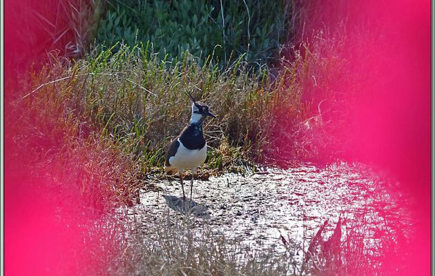 Vanneau huppé (Vanellus vanellus) - La Couarde-sur-Mer - Île de Ré - 17