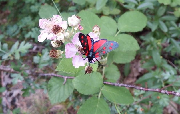 un papillon sur des fraisiers