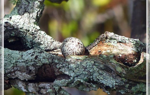 Encore un œuf en équilibre sur une branche ! - Ile aux oiseaux - Vers la passe sud Tumakohua (Tetamanu) - Atoll de Fakarava - Tuamotu - Polynésie française