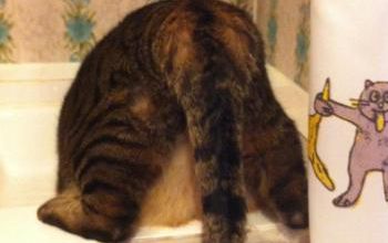 Comment faire boire son chat suffisamment ?