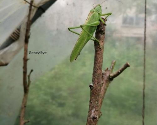 Les nouvelles "brèves de comptoir..."