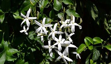 Un éblouissement de jasmin ... 